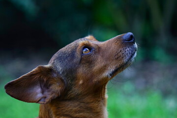 Dachshund - Bracke - Jagdhund