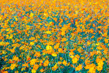 Bright yellow siphon