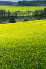 丘陵地帯に広がるナノハナ畑