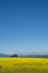 ナノハナ畑と青空