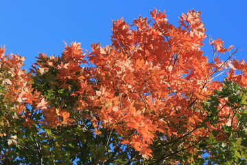 Glorious red and orange colors of the autumn trees