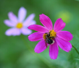 A bee sits on a purple flower