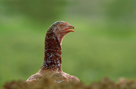 Eunuch Bilder Durchsuchen 697 Archivfotos, und Videos