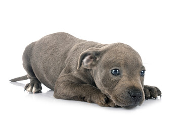 puppy staffordshire bull terrier