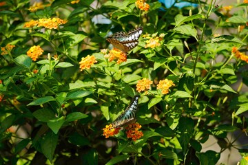 Natural photo: butterfly at the Botanic Garden (Vietnam)