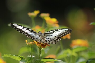Natural photo: butterfly at the Botanic Garden (Vietnam)