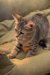 selective focus, little kitten portrait