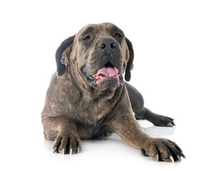 cane corso in studio