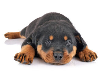 puppy rottweiler in studio