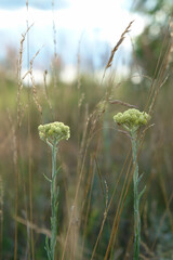Light yellow flowers of Helichrysum arenarium (dwarf everlast, immortelle) growing in the field, close-up