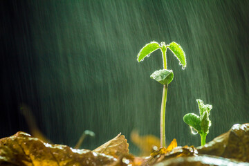 A bud in a drizzle