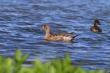 Anas penelope. Wigeon duck in summer in the Arctic