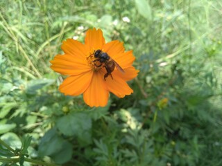 bee on a flower