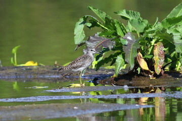 Tringa glareola. Wood Sandpiper stands in the middle of a swamp in summer