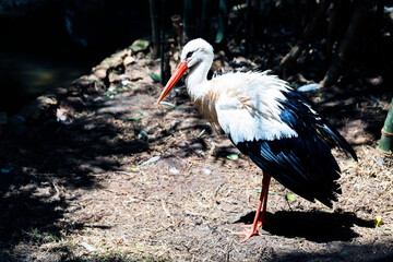 white stork ciconia