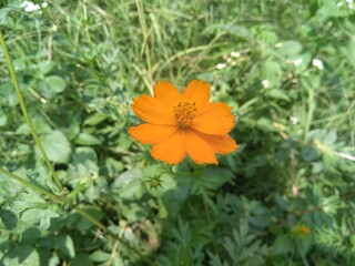 orange flower on green background