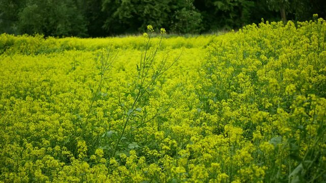 Flowering white mustard Sinapis alba field, farm bio organic farming, soil climate change, landscape agriculure land environmental blossoming blossom plant agricultural, biofuel, production, tree