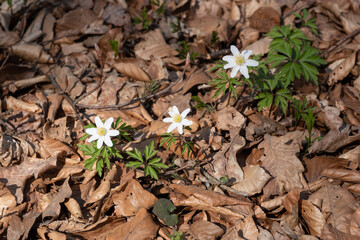 Drei kleine Buschwindröschen (lat.: Anemone nemorosa) auf dem Waldboden in braunem Laub