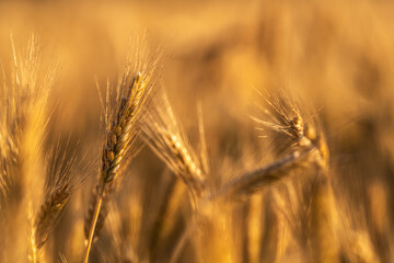 Close up of a wheat on the field