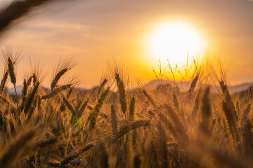 Close up of a wheat field with sunset sky in the background