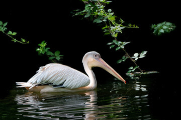 pelican swimmg along the shore