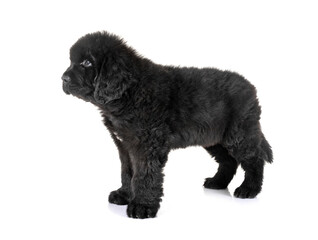 puppy newfoundland dog
