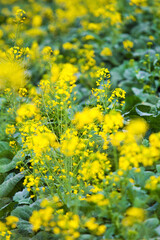 Yellow rape field