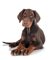 puppy doberman pinscher in studio