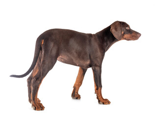 puppy doberman pinscher in studio