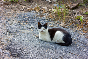 black and white cat on the ground