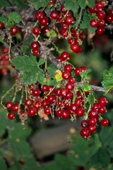 Red currant on a branch close-up.