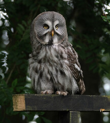 The great grey owl or great gray owl is a very large owl, documented as the world's largest species of owl by length.