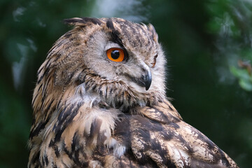 The Eurasian eagle-owl is a species of eagle-owl that resides in much of Eurasia. It is also called the European eagle-owl and in Europe.