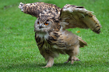 The Eurasian eagle-owl is a species of eagle-owl that resides in much of Eurasia. It is also called the European eagle-owl and in Europe.