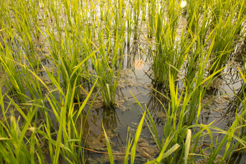 Obraz premium Paddy tillers at nursery stage field filled with water