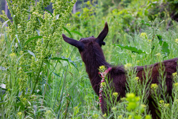 portrait of a goat
