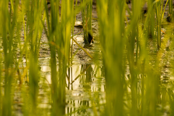 Paddy field at nursery stage