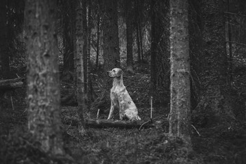 Setter in the forest
