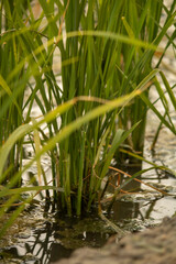 Obraz premium Rice tillers at nursery stage in field filled with water