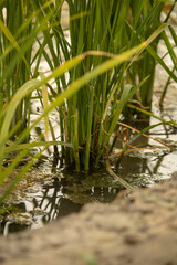 Rice tillers at nursery stage in field filled with water