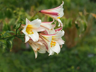 Closeup of beautiful large lily blooms in a summer garden © AngieC