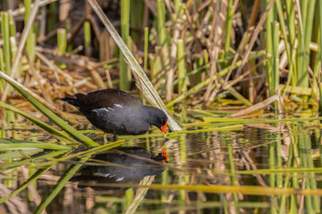 A Common Moorhen in Jerusalem, Israel