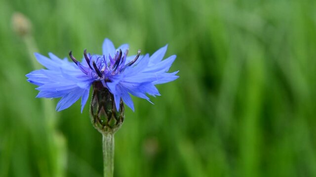 Blue cornflower growing in green cereal and ants