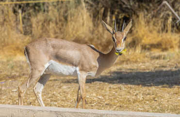 A Gazelle in Jerusalem, Israel