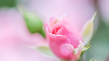 Obraz na płótnie Canvas Soft focus, abstract floral background, bud of pink rose flower. Macro flowers backdrop for holiday brand design