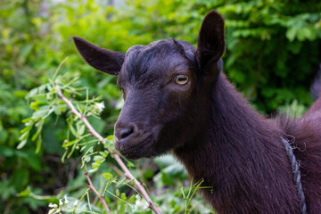 Chinese rural black goat close-up