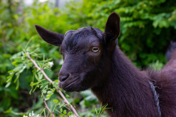 Chinese rural black goat close-up