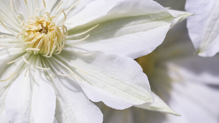 Soft focus, abstract floral background, white Сlematis flower. Macro flowers backdrop for holiday brand design
