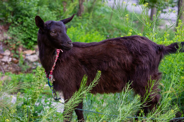 Chinese rural black goat close-up
