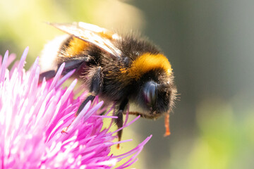 Hummel